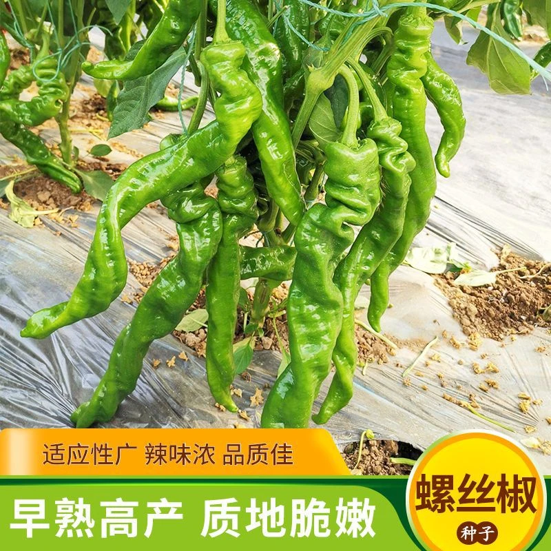 【螺丝椒种子】辣椒盆栽批发菜苗蔬菜特辣新鲜薄皮茄果种