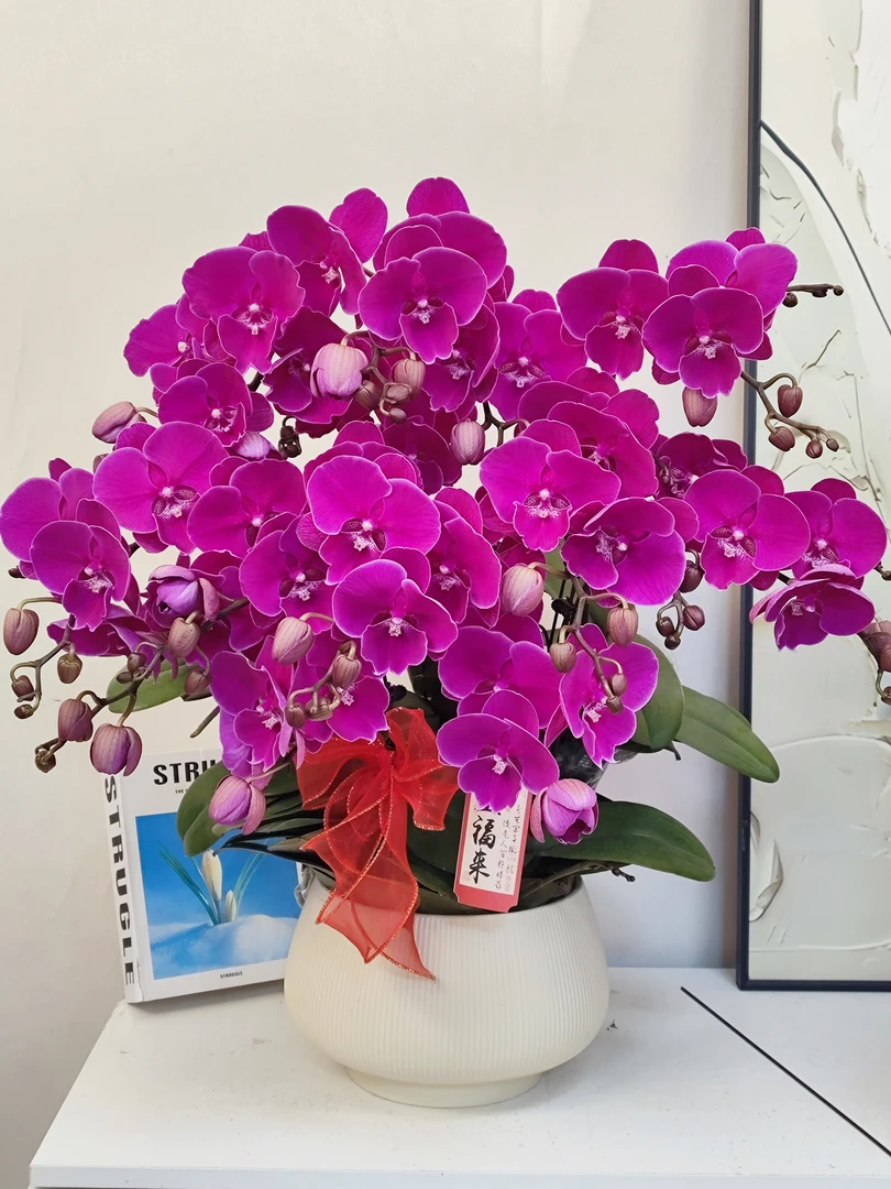 蝴蝶兰 【红宝石】真花 秋冬耐寒花卉 四季开花 多样性发货
