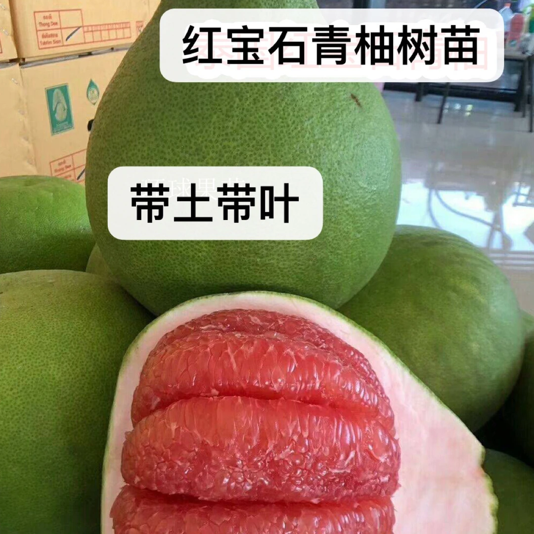 红宝石青柚苗青皮红肉红心蜜柚苗 带土带叶