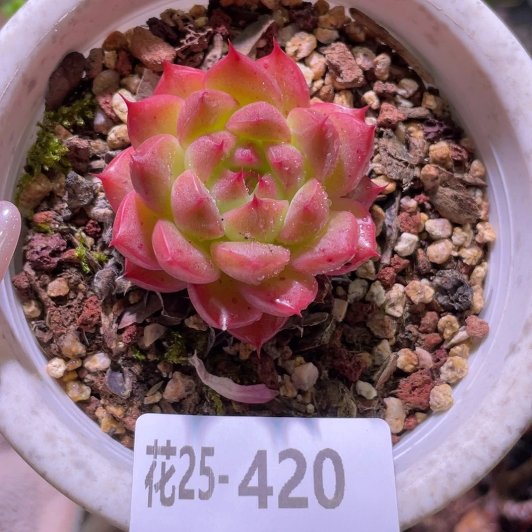 花利美25-420海王