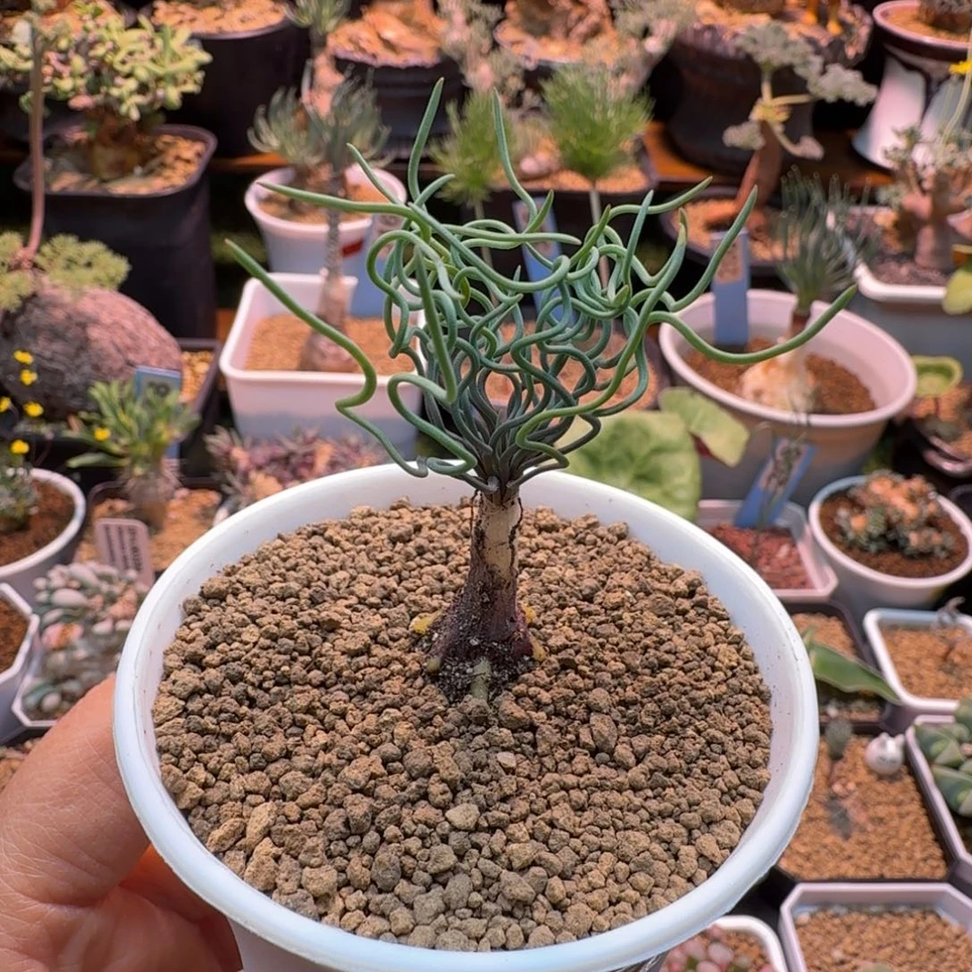 方便面弹簧草794 仙人球