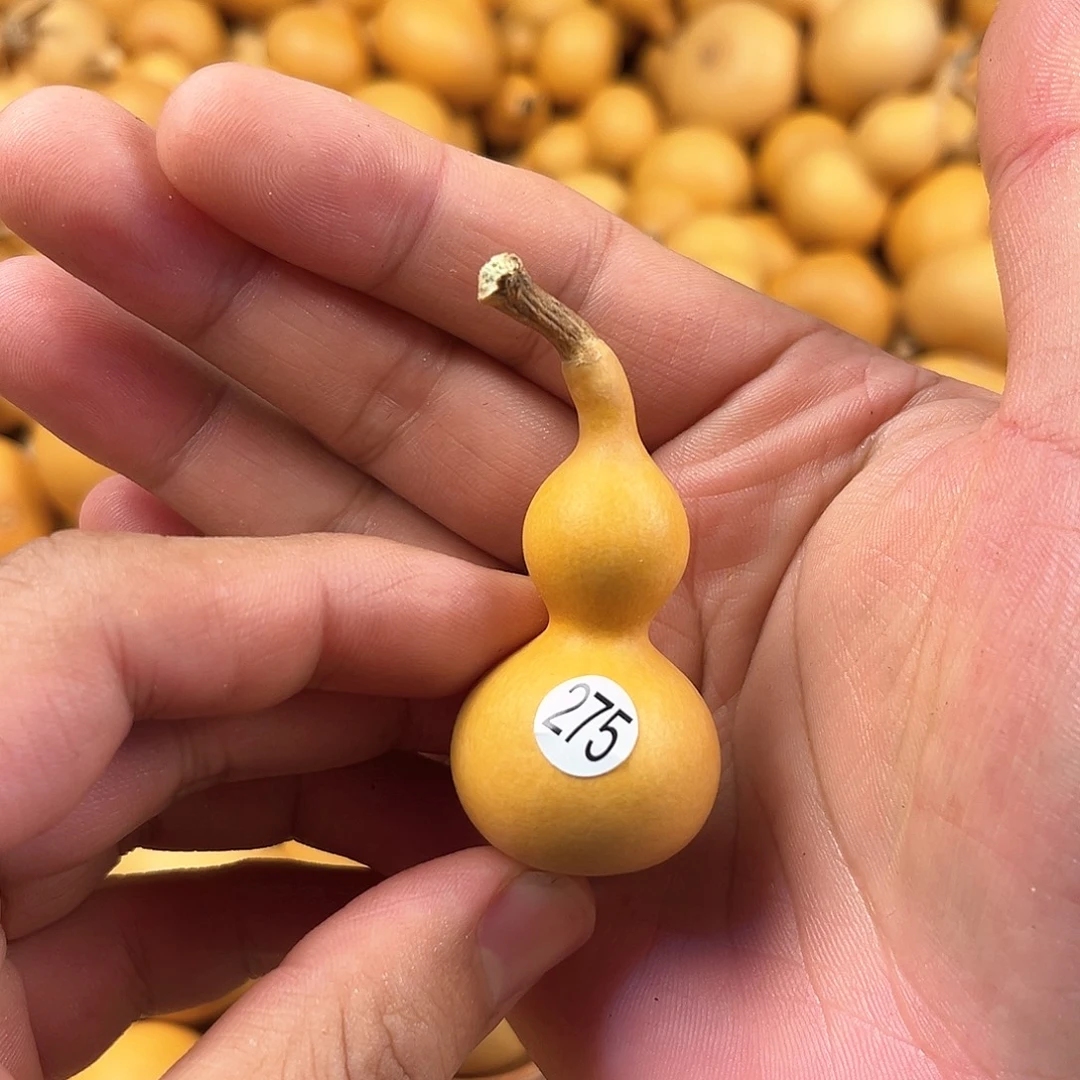 五葫芦葫芦葫芦葫芦275