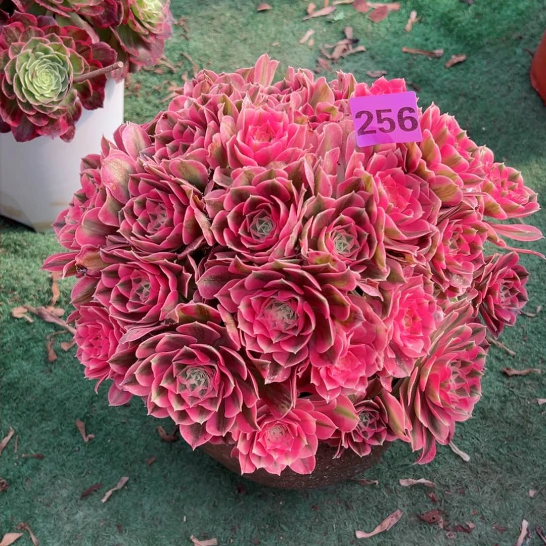 256粉女巫朵朵法师多肉