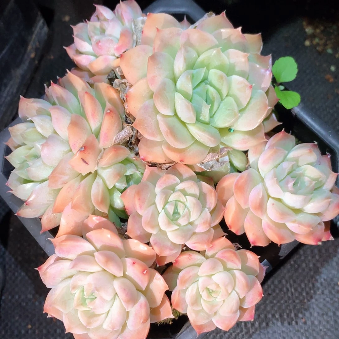 6415不包掉头整散特价处理