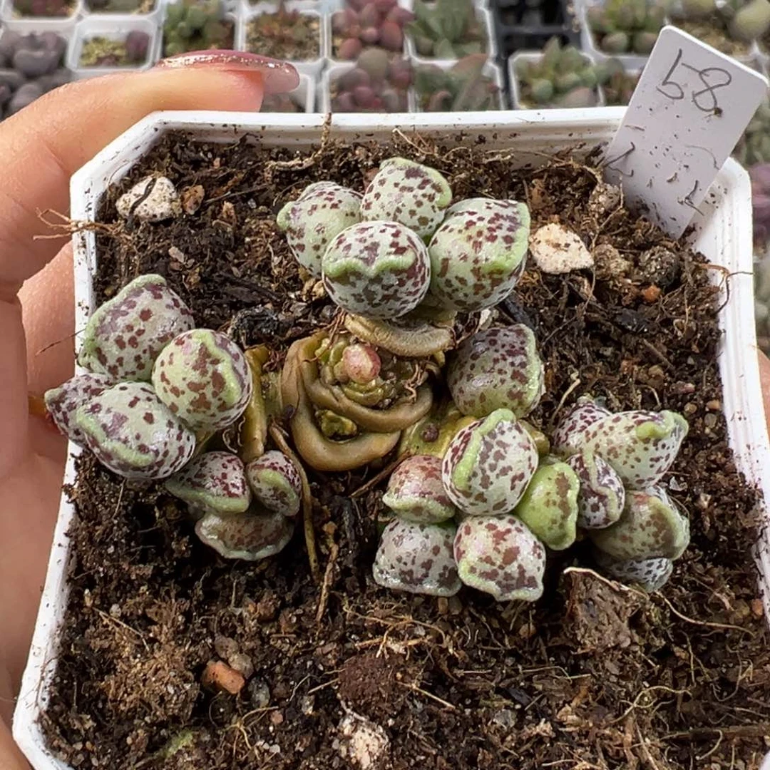 多头群生多肉植物达摩海豹