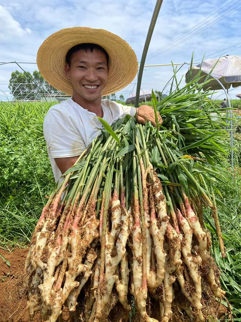 广西新鲜红芽嫩姜现挖现发带泥姜味浓郁适合醋泡