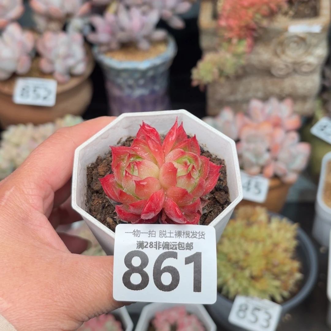 西西里无盆土发货