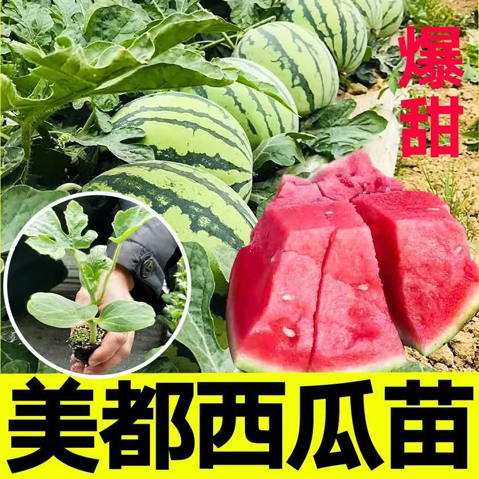 美都西瓜夏天苗早熟超甜西瓜品种穴盘育苗地栽盆栽8424