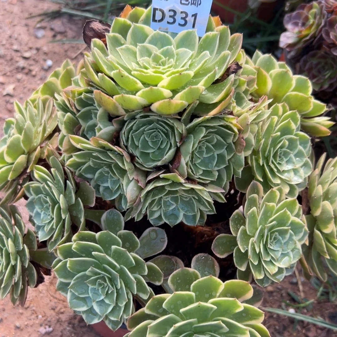 331粉花妖，多肉法师