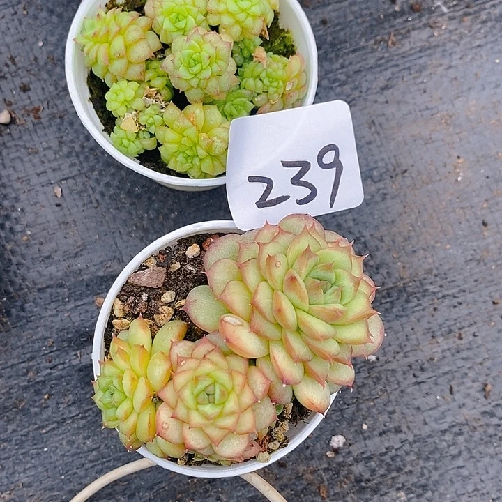 239 多肉植物盆栽花卉植物