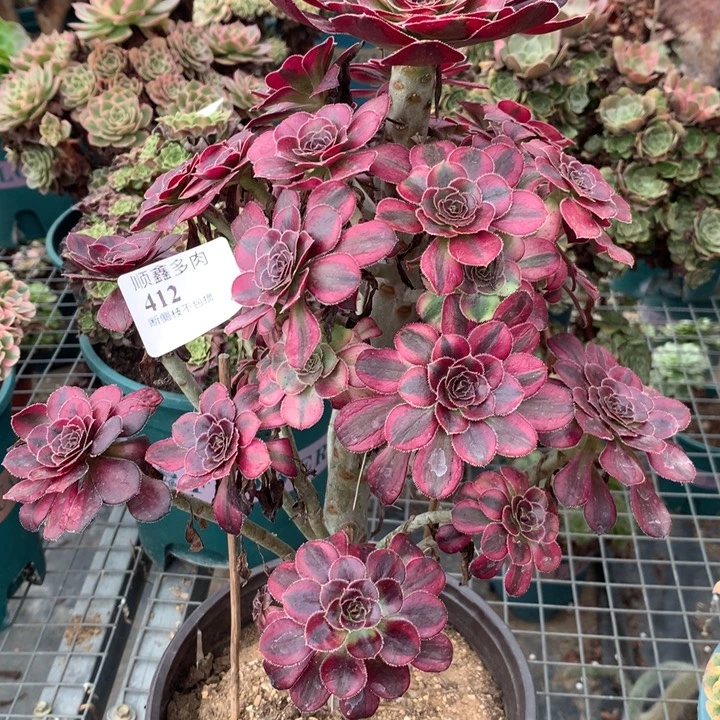 412香奈儿多肉植物特价