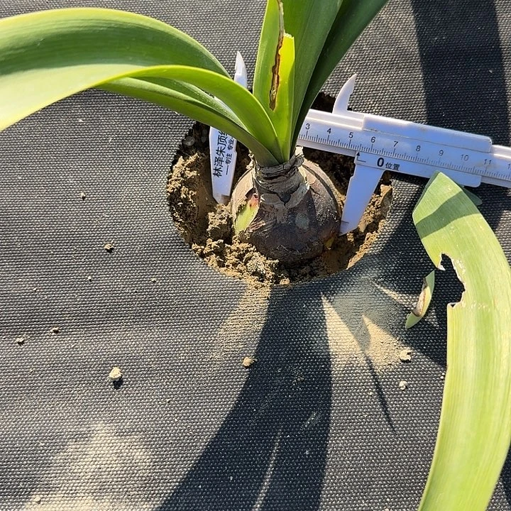 冰与火朱顶红一棵5+