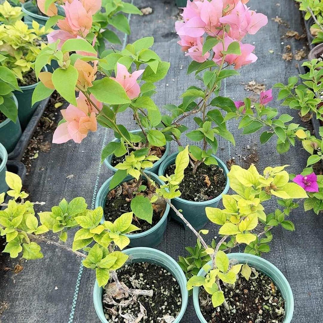 完全开放罗莎卡特琳娜和粉苏