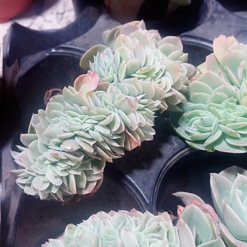 星娜塔缀化28.8一盆55886668888