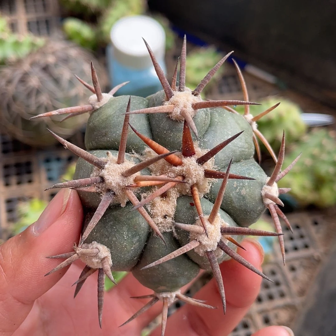【闪购商品】花王苗接落地66666