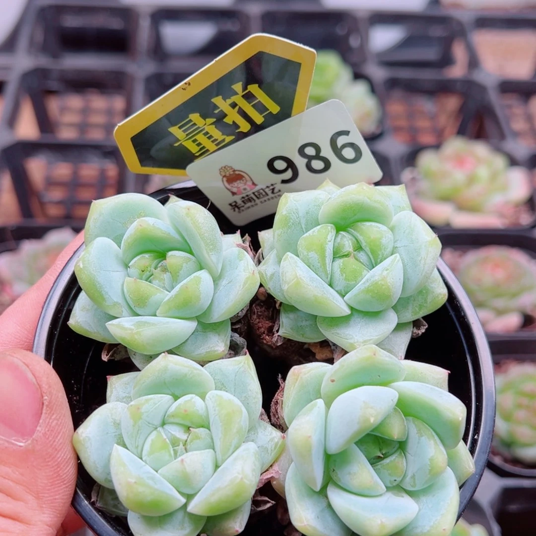 多肉植物多肉植物