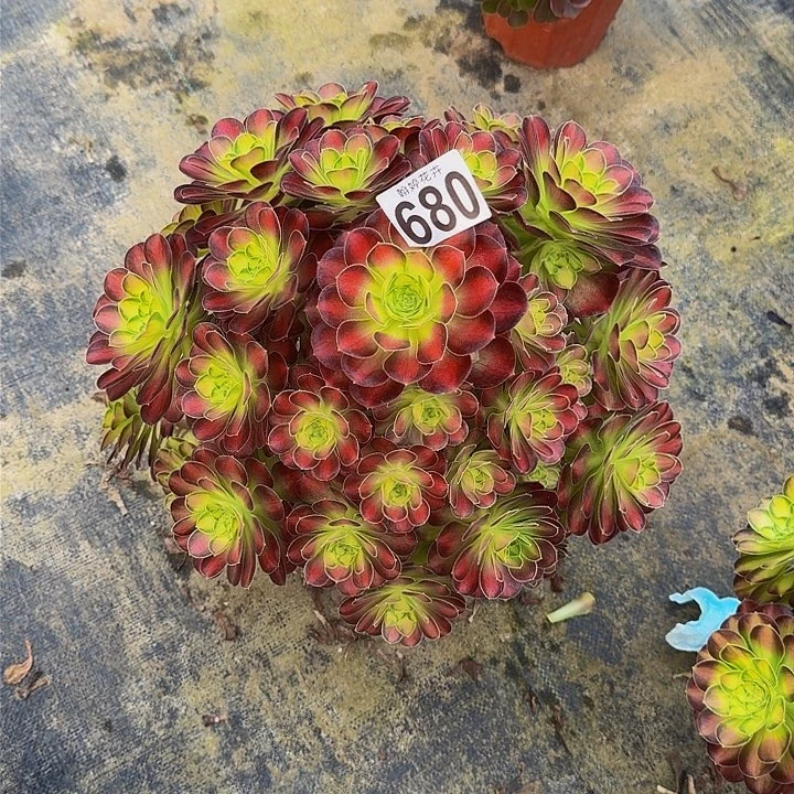 妞**麻0000000000000680韶华