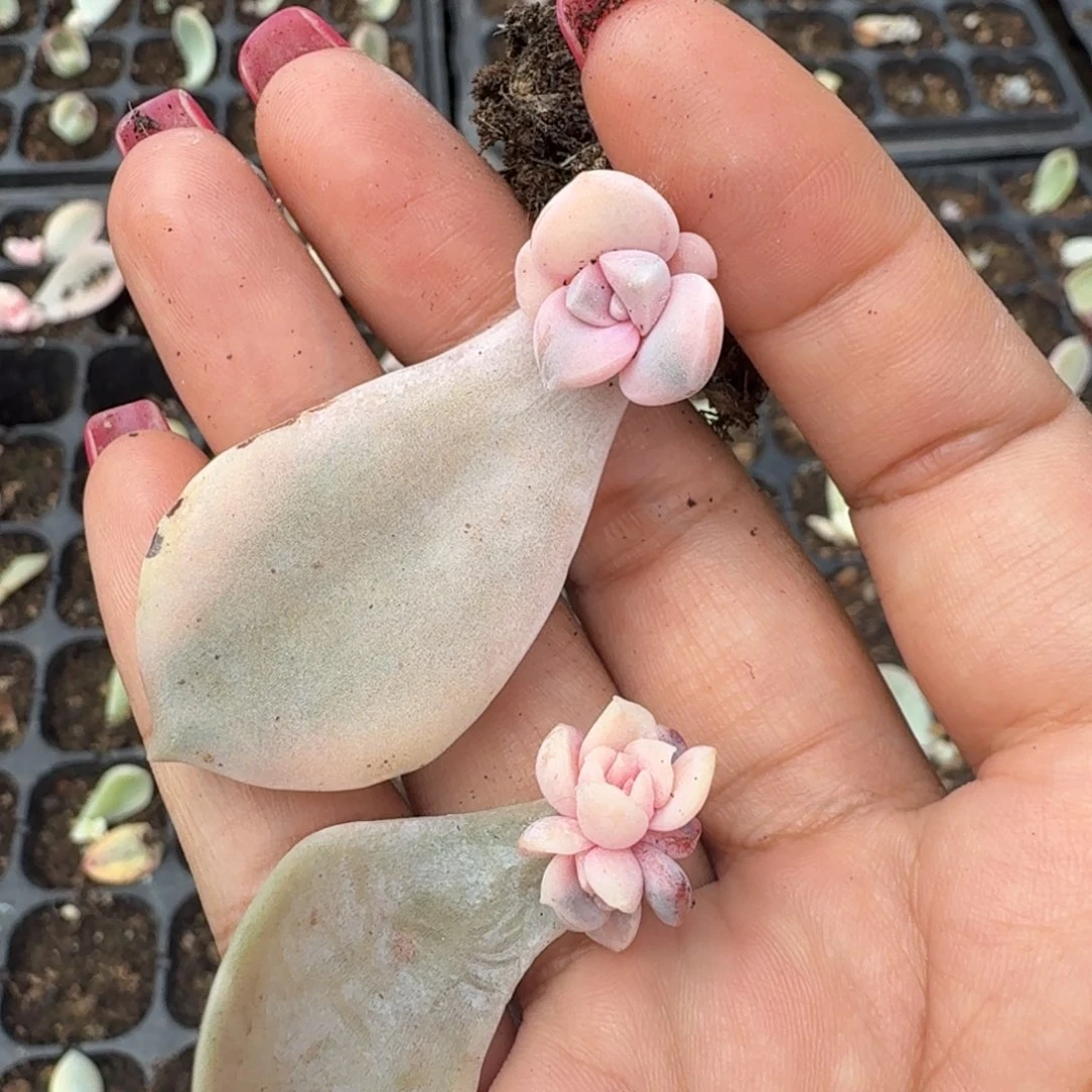 粉紫乐锦一刻的粉推进