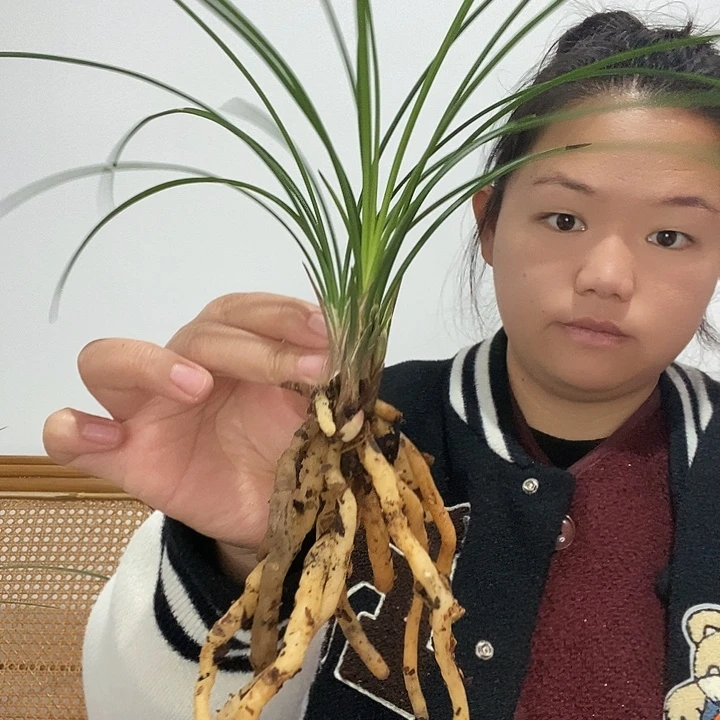 完全开放莲瓣兰沧江荷