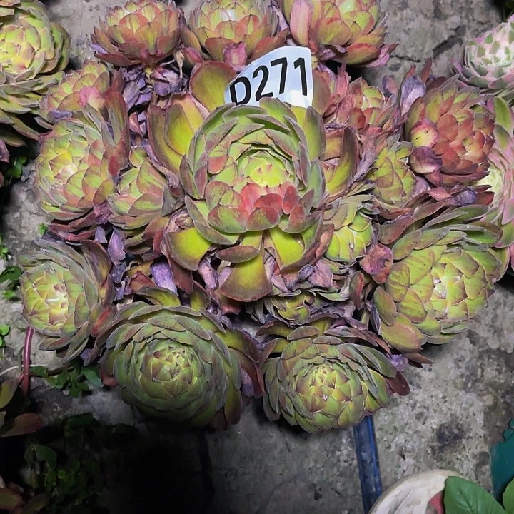 斑斓法师32//22包邮