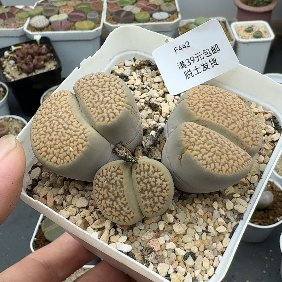 442多肉哈哈哈哈哈哈哈哈