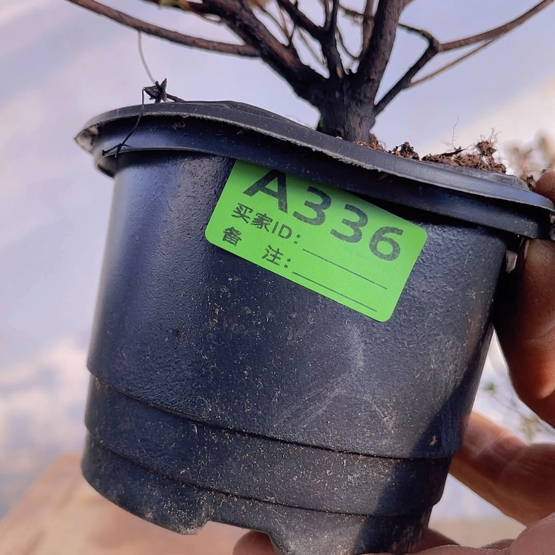 红陶直播时间一直一直