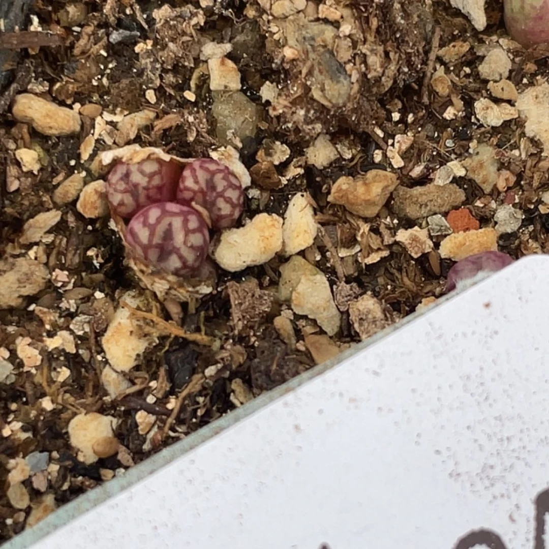 5-134肉锥多肉植物