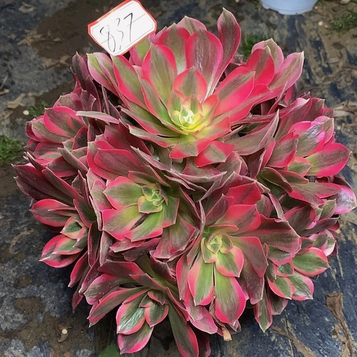 红女郎老桩捧花837号