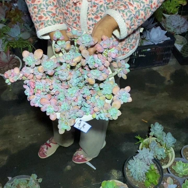 凌***点一物一拍一物一拍