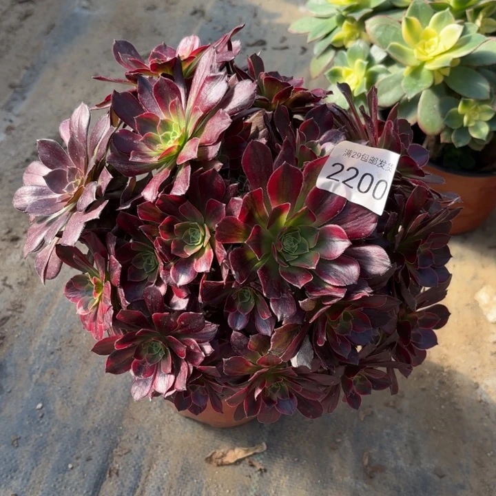 安娜锦多肉法师2200