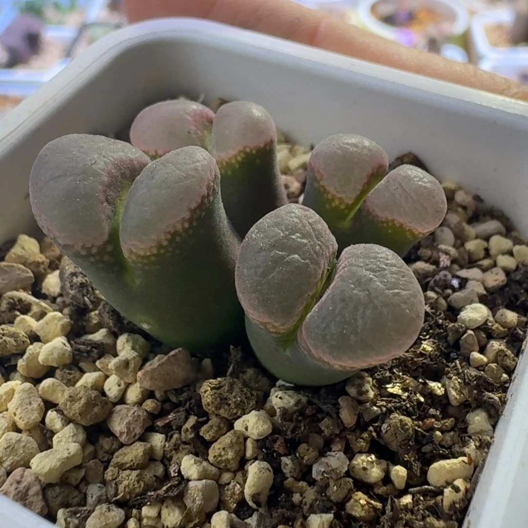 17号四头仙女粉一物一拍有干疤