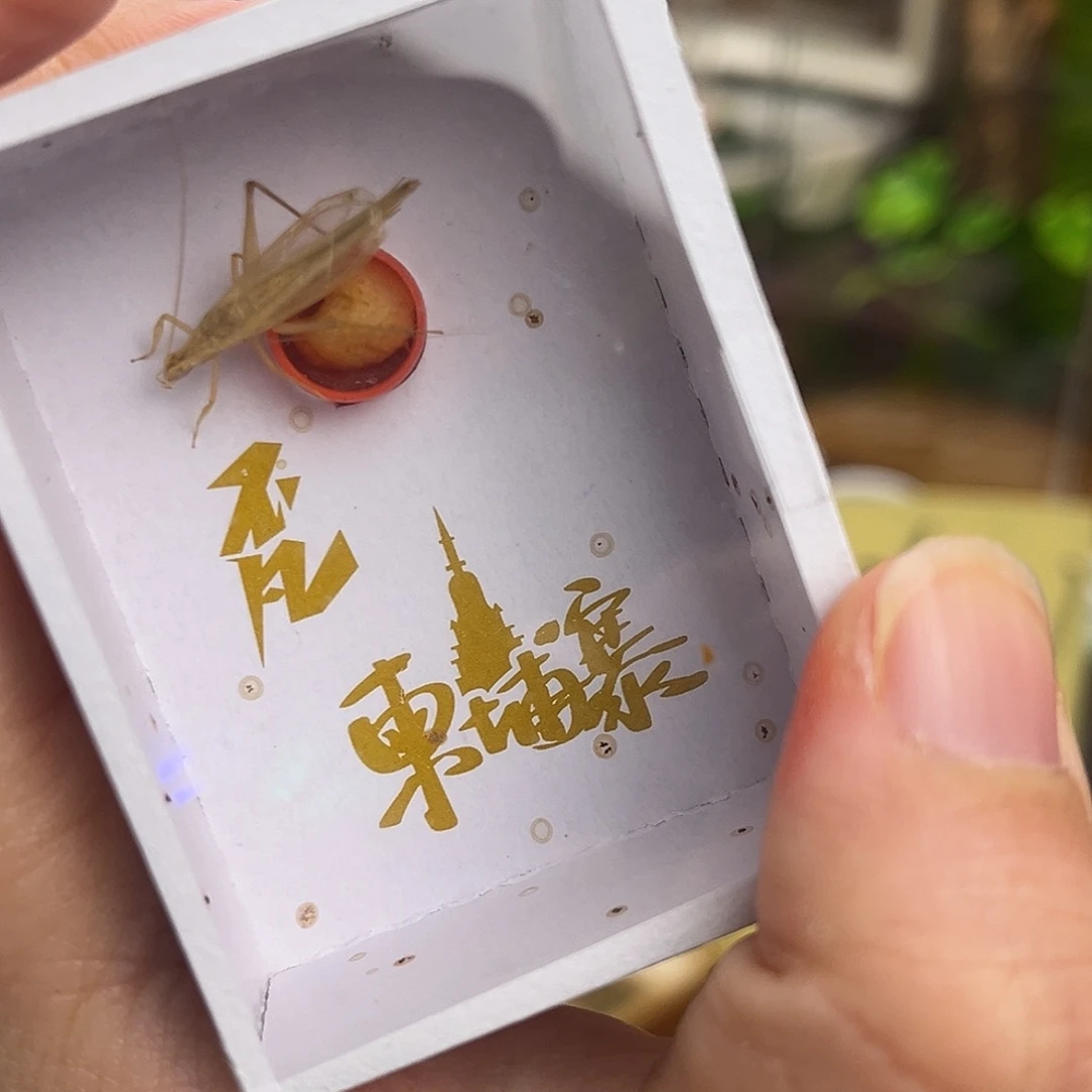 3条柬竹哈哈哈哈哈哈哈