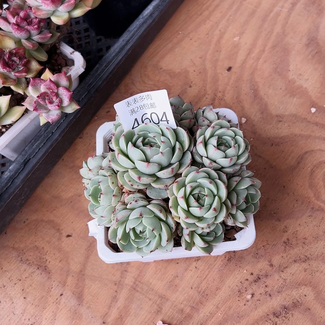 9号我们的确是4604