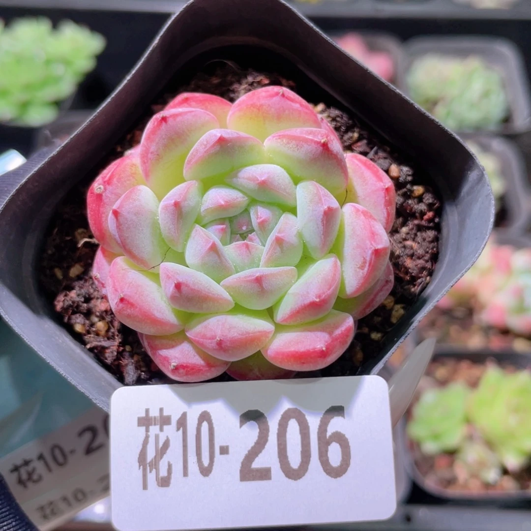 花利美10-206白桃汽水