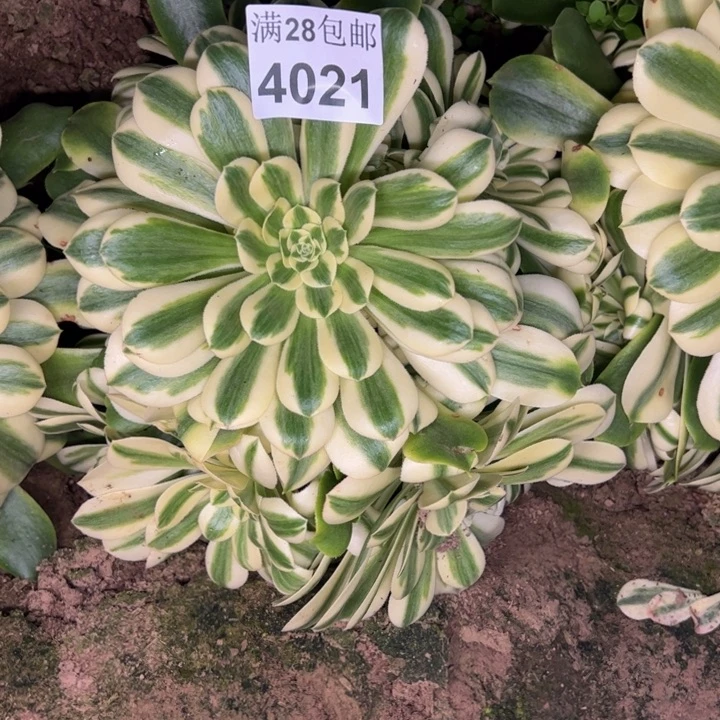 4021南雪莲多肉植物