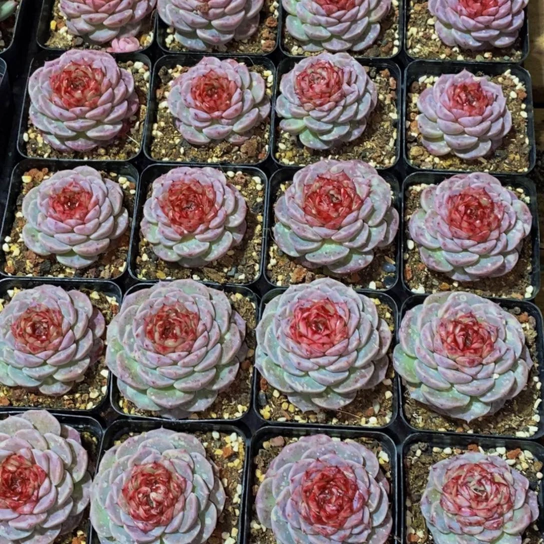 无*839点人气爆棚的时候