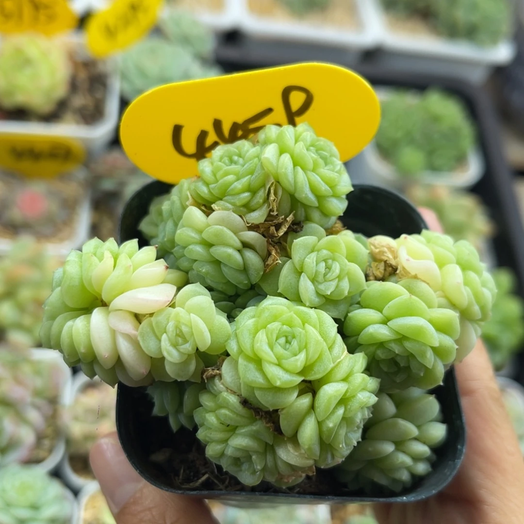 半价福利花朵脸麦秆4459