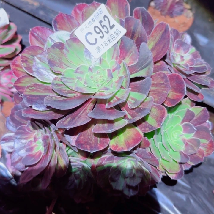 多肉 花园恶夜的哦肉法师