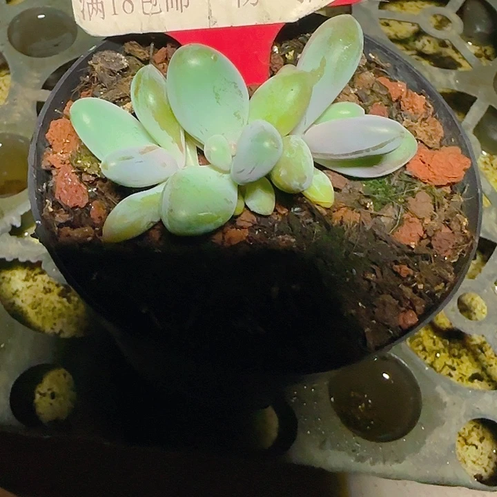 一***丶企鹅588多肉植物