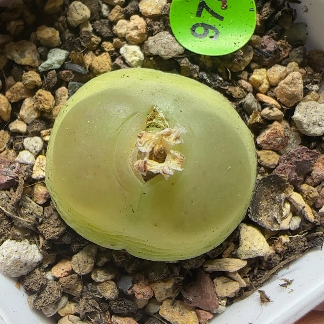 拉登2.38多肉植物976