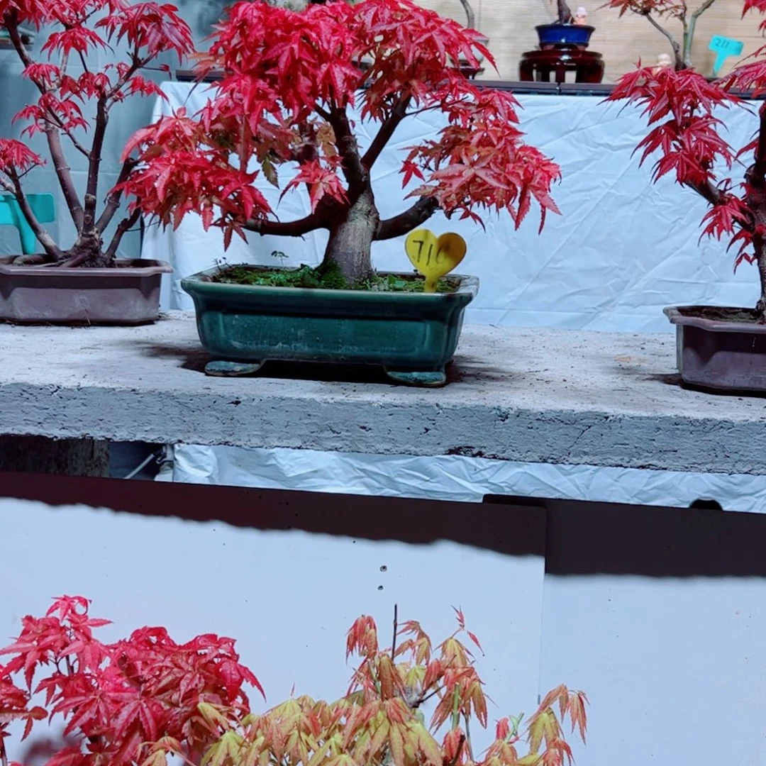 再***想无花朵枫树……枫树