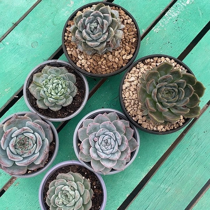 八颗一物一拍 寄养