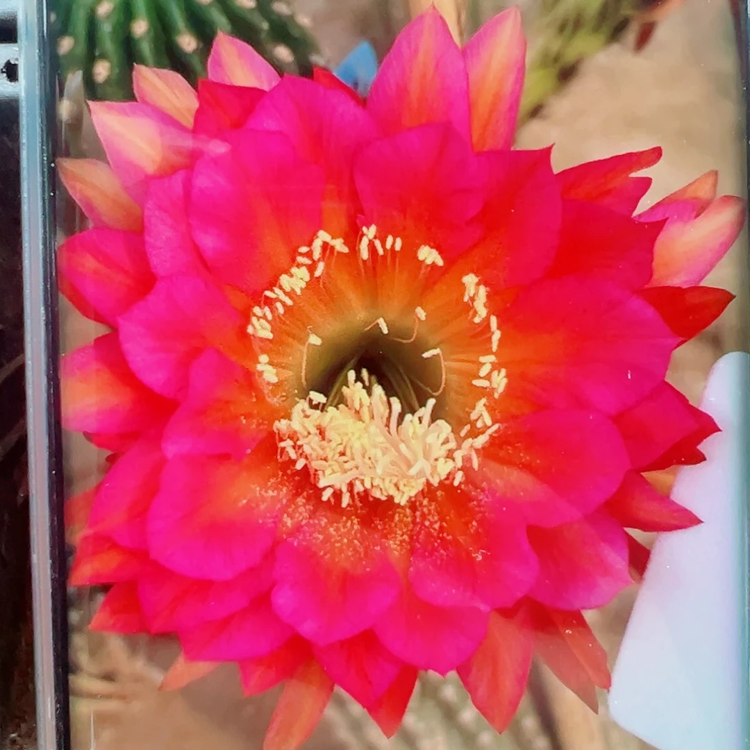 毛花柱赤莲侧芽 20 包邮