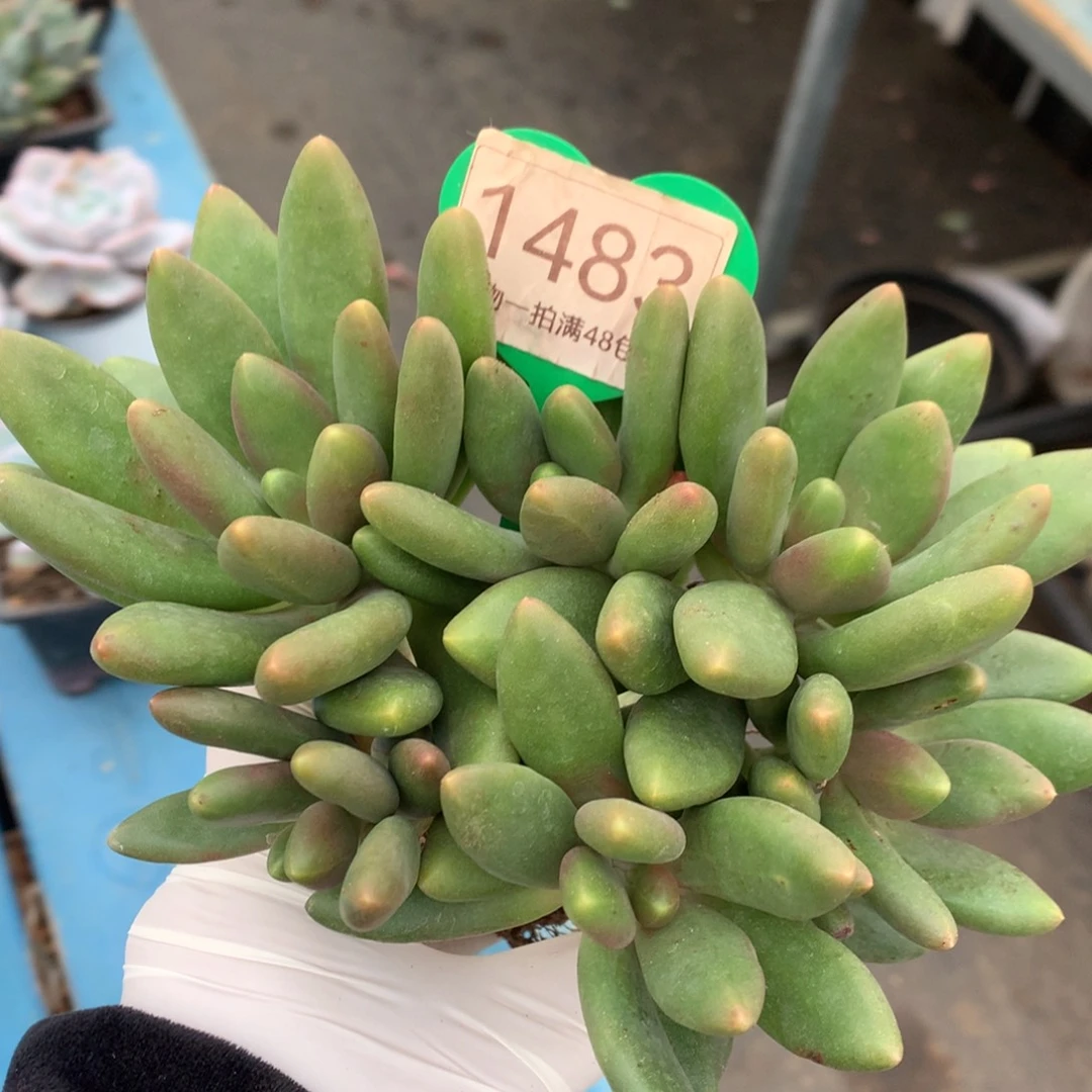 芒果奶无砍微瑕疵8头1483