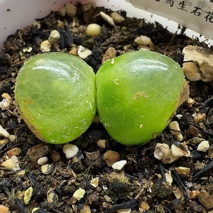老马生石花双头灯泡2418