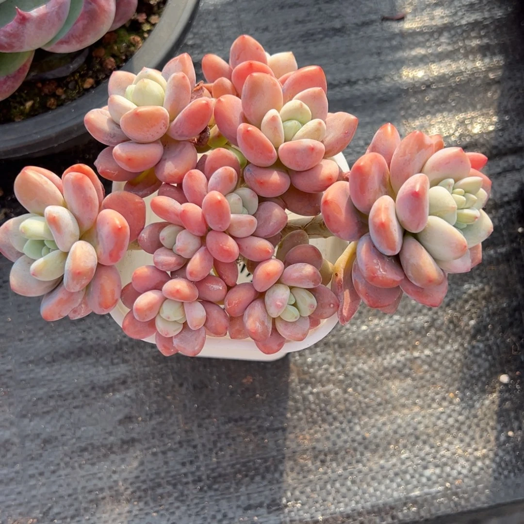 洛神多肉一物一拍