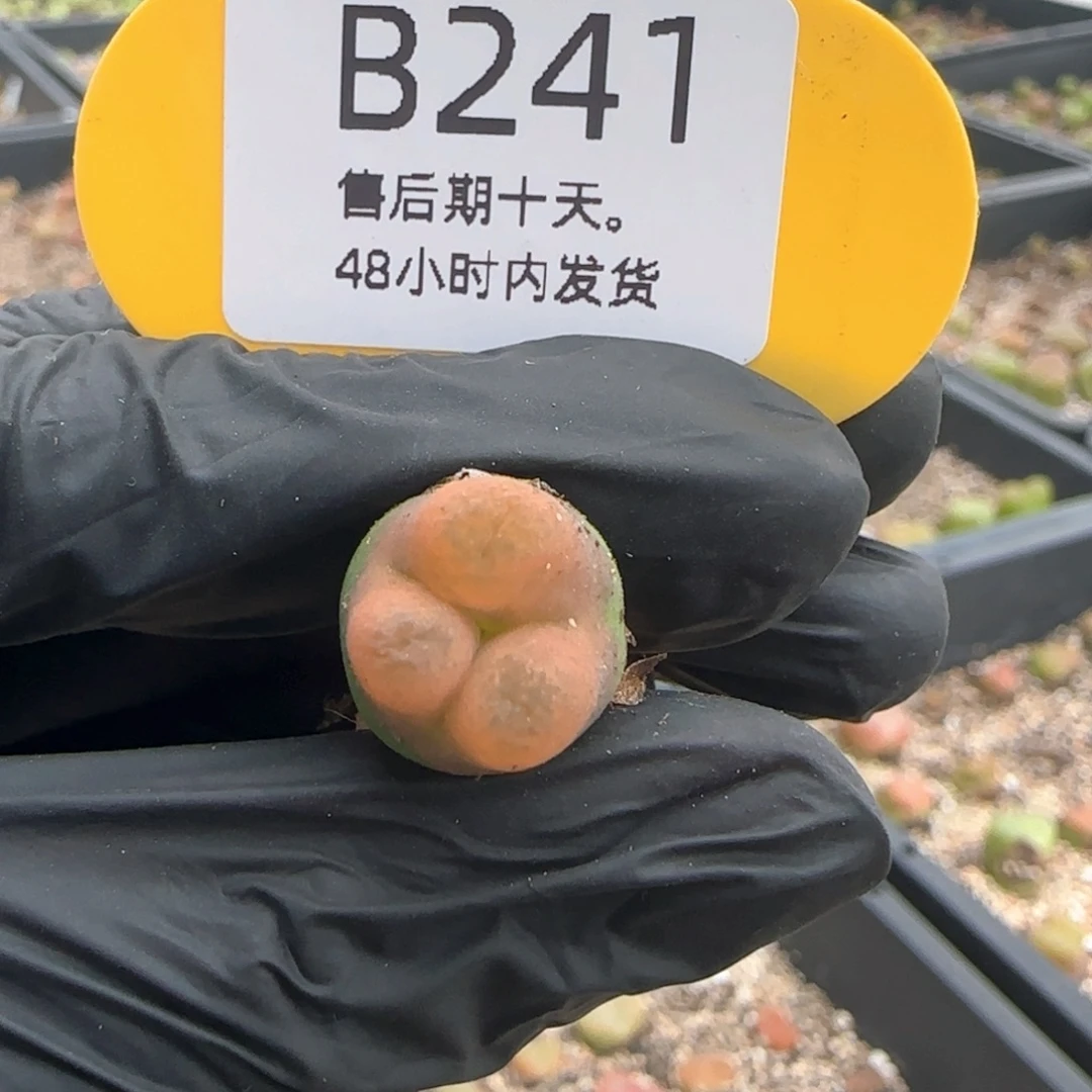 卿***岚福利。   241。