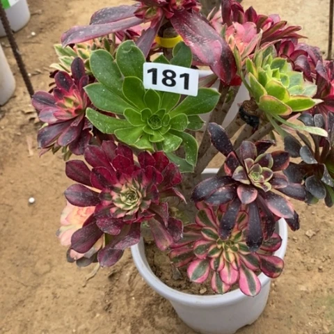 181嫁接多品种多肉法师