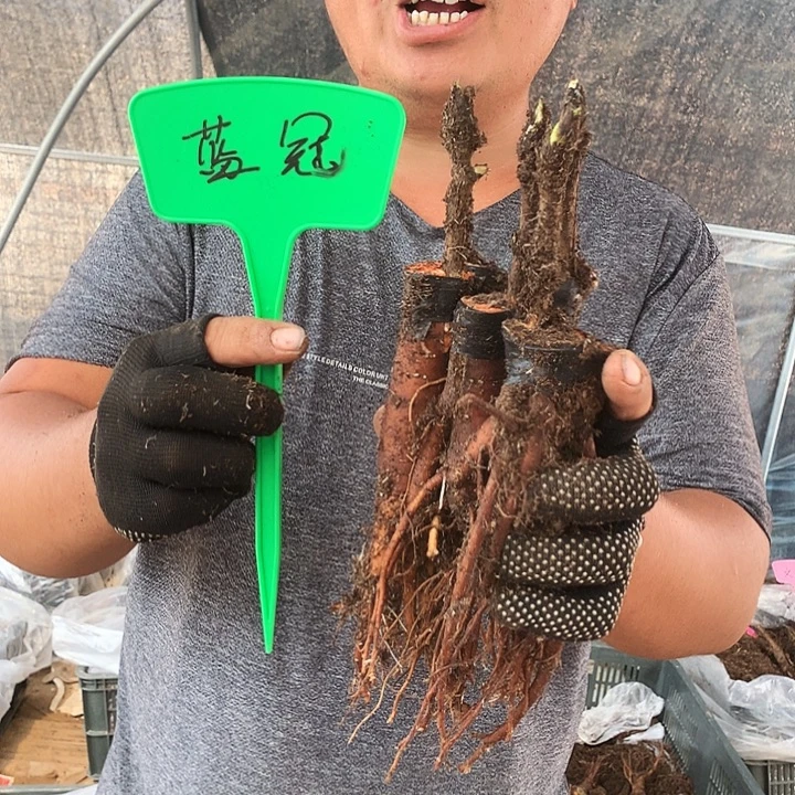 无花朵蓝冠嫁接幼苗