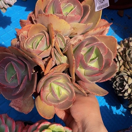 用****5初吻19024多肉